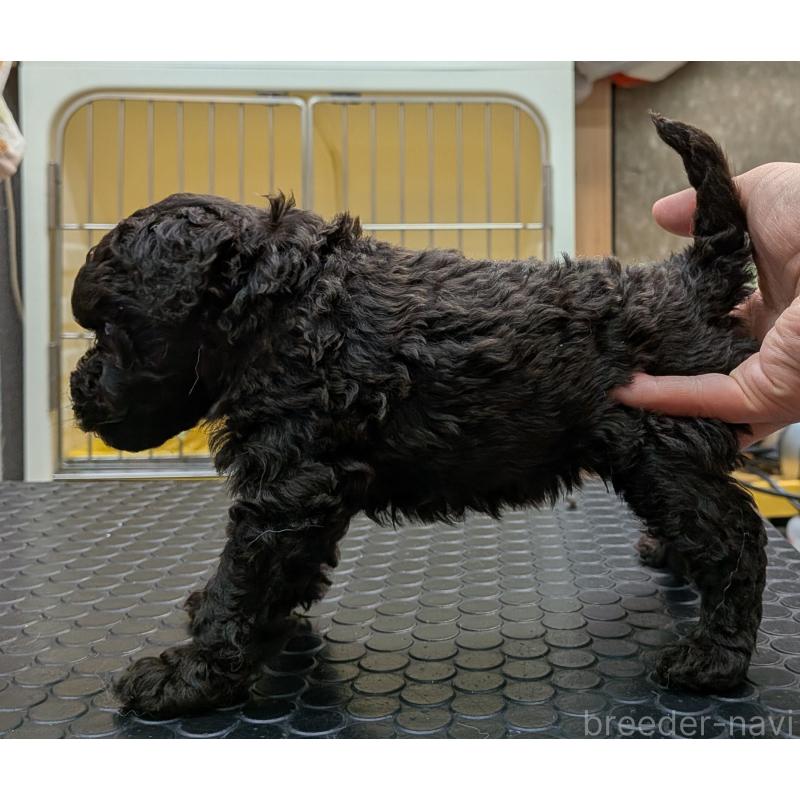 販売中の神奈川県のトイプードル-426990の2枚目