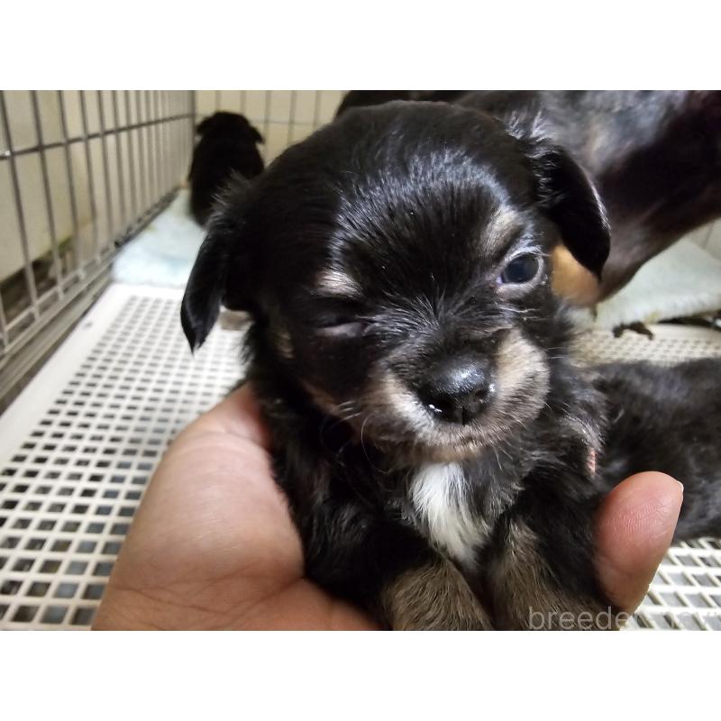 成約済の愛知県のチワワ(ロングコート)-426850の6枚目