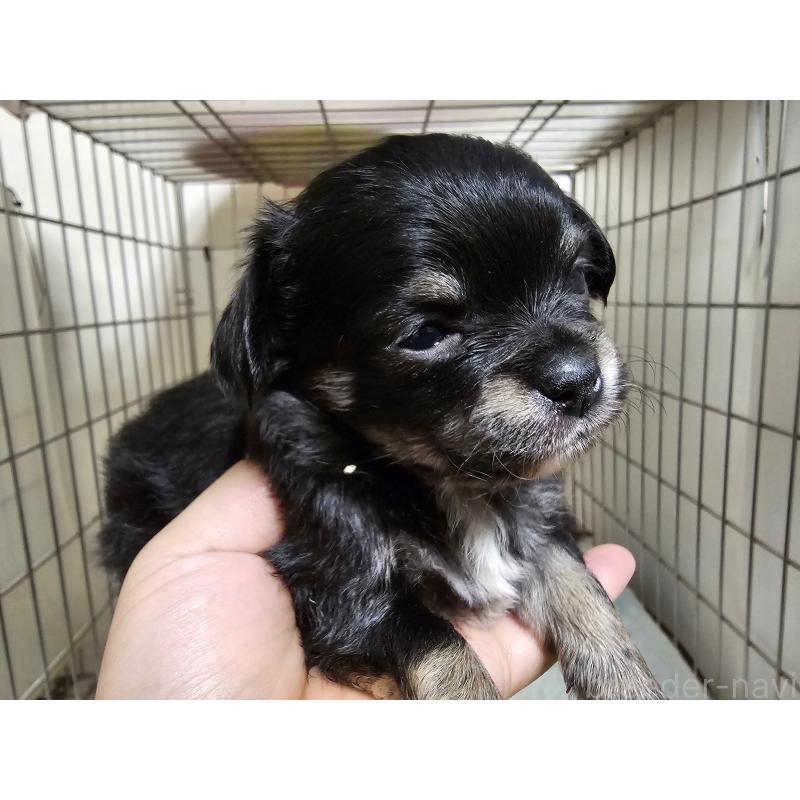 成約済の愛知県のチワワ(ロングコート)-426850の5枚目