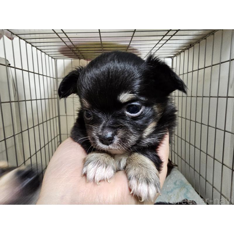 成約済の愛知県のチワワ(ロングコート)-426850の3枚目