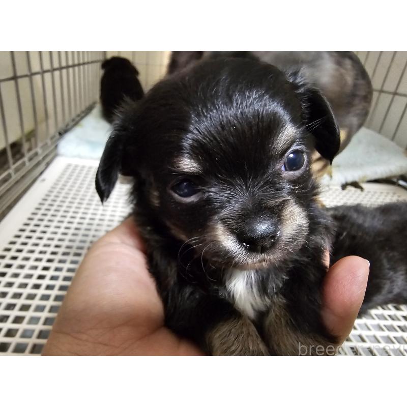 成約済の愛知県のチワワ(ロングコート)-426850の2枚目