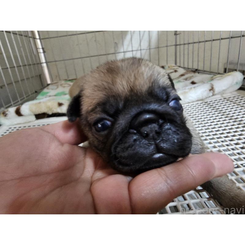販売中の愛知県のパグ-426851の7枚目