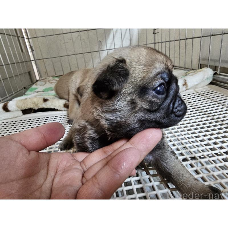 販売中の愛知県のパグ-426851の6枚目