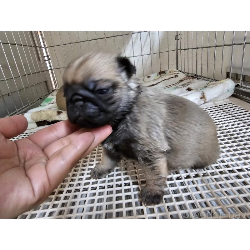 販売中の愛知県のパグ-426851の5枚目