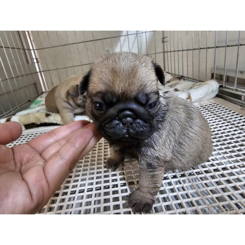 販売中の愛知県のパグ-426851の4枚目