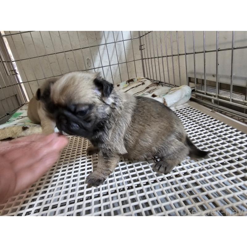 販売中の愛知県のパグ-426851の3枚目