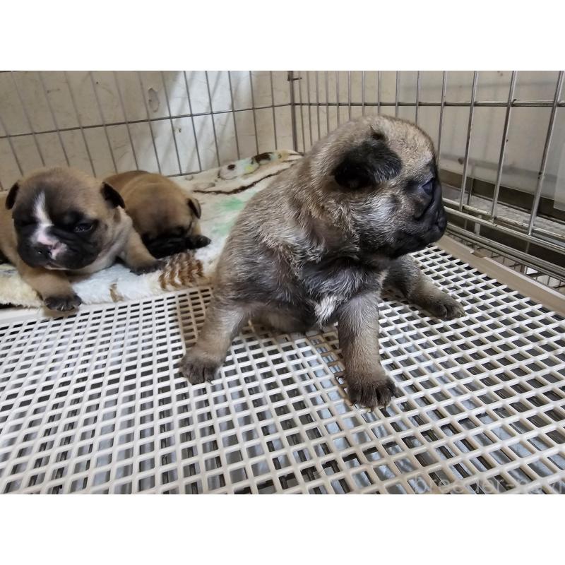 販売中の愛知県のパグ-426851の2枚目
