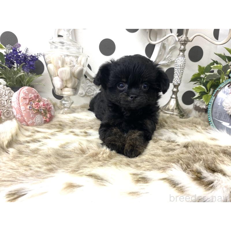 販売中の京都府のミックス犬-422929の2枚目