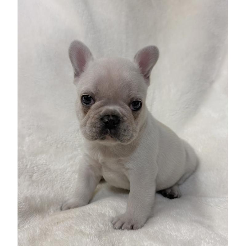 販売中の山口県のフレンチブルドッグ-426852の5枚目