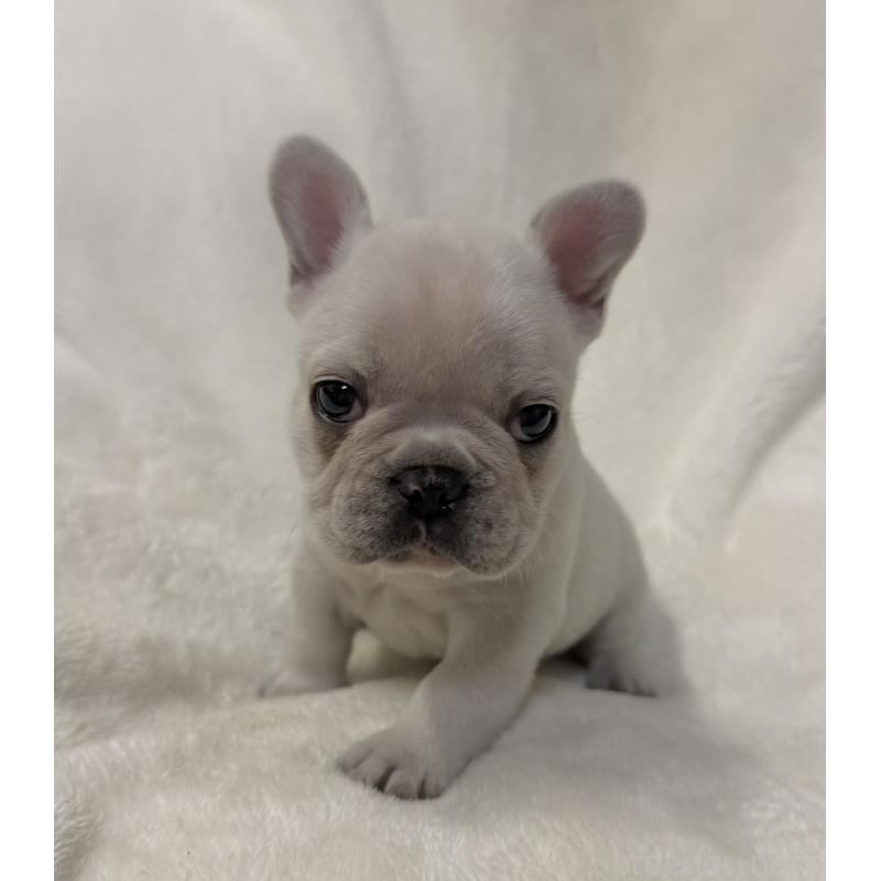 販売中の山口県のフレンチブルドッグ-426852