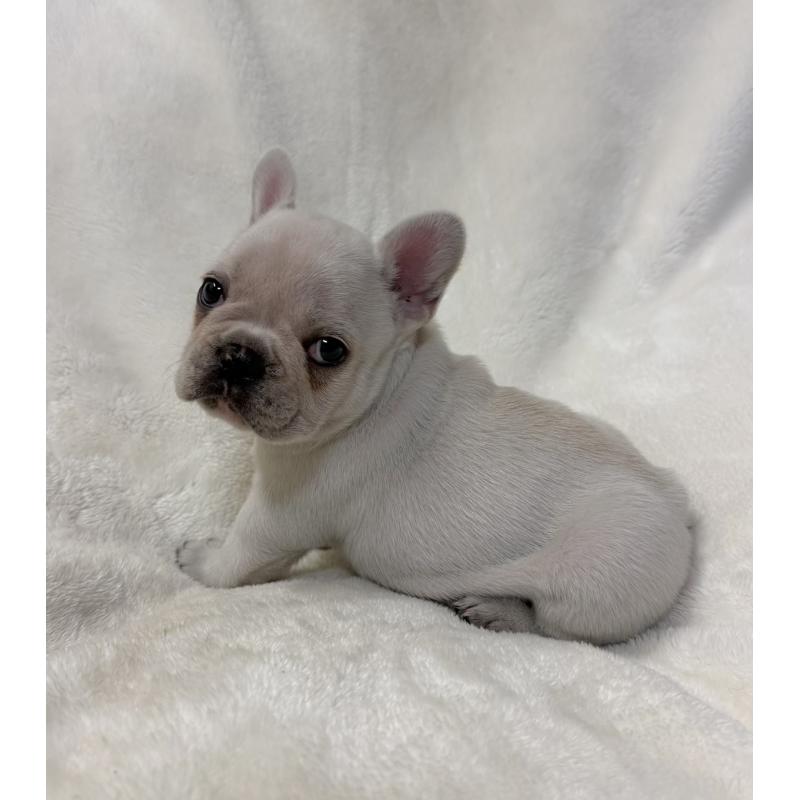 販売中の山口県のフレンチブルドッグ-426852の4枚目