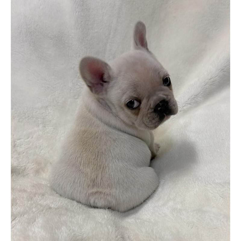 販売中の山口県のフレンチブルドッグ-426852の3枚目