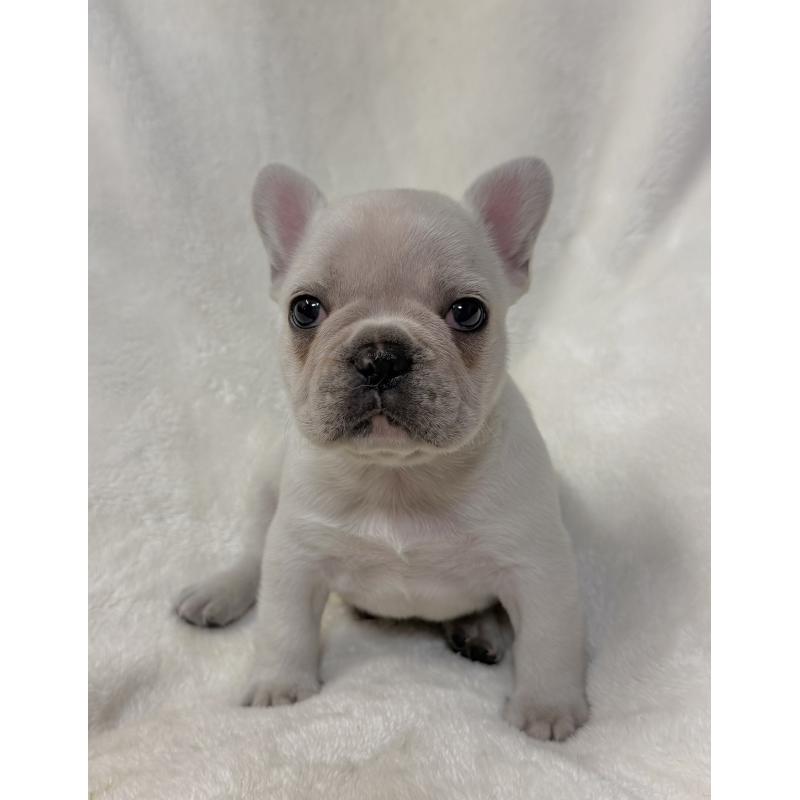 販売中の山口県のフレンチブルドッグ-426852の2枚目