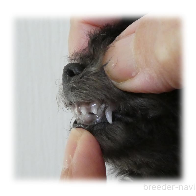 販売中の埼玉県のティーカッププードル-426858の15枚目