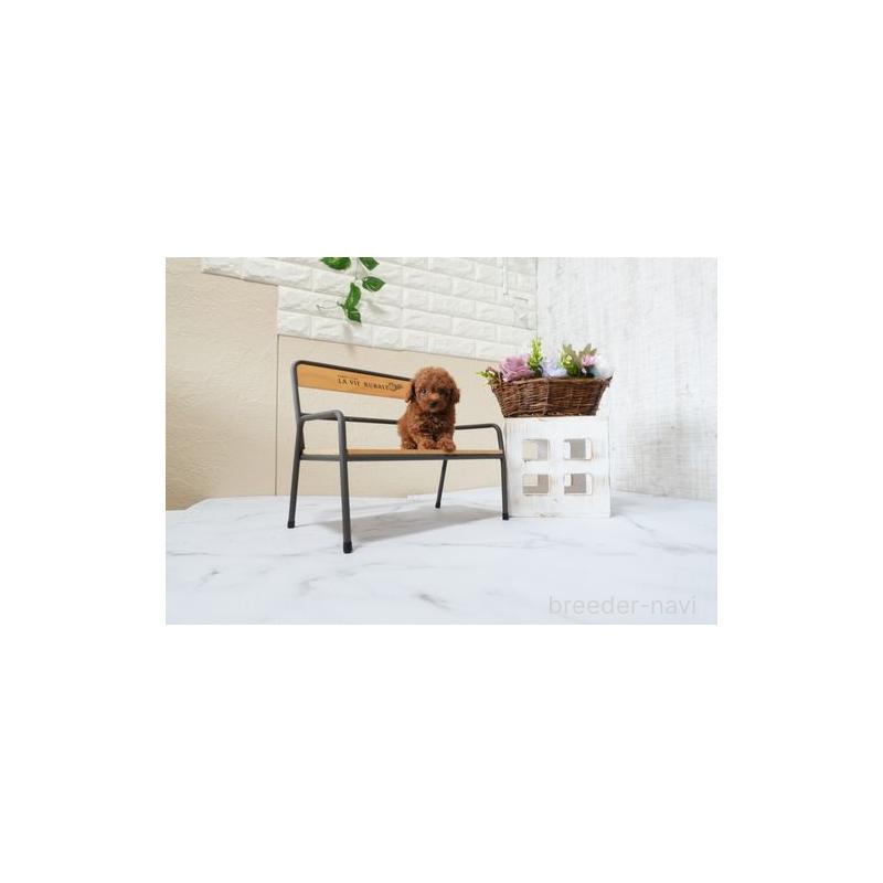 販売中の滋賀県のタイニープードル-426853の3枚目