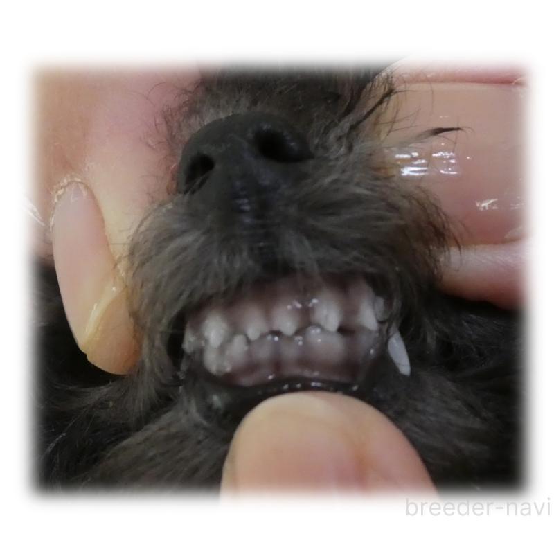 販売中の埼玉県のティーカッププードル-426858の14枚目