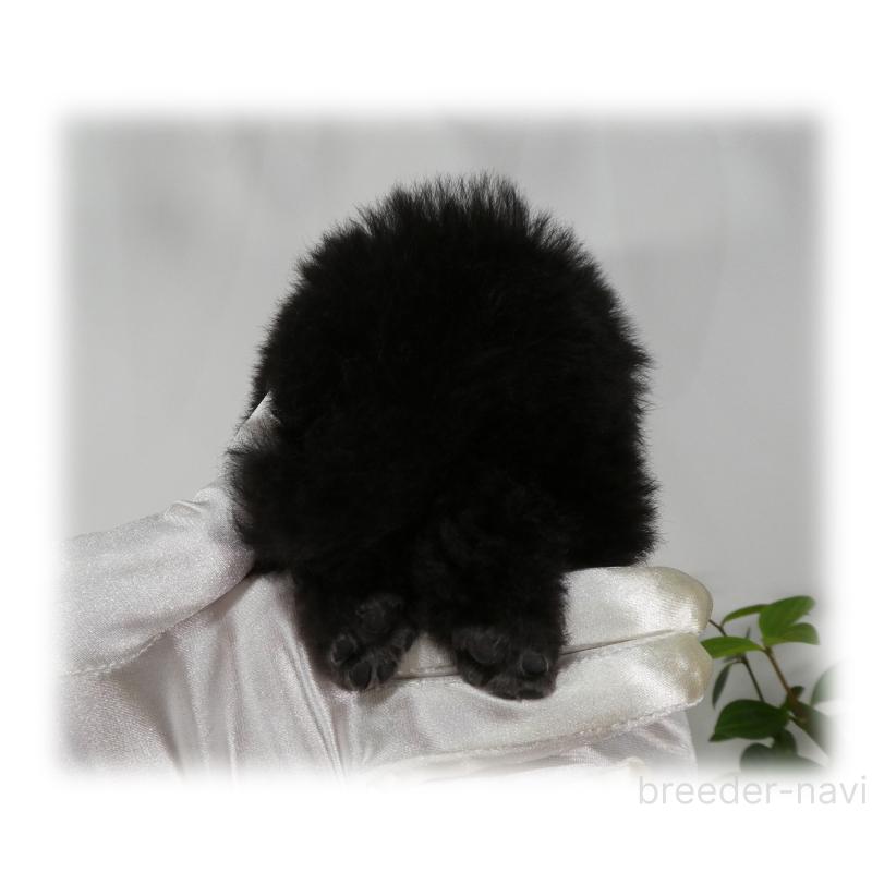 販売中の埼玉県のティーカッププードル-426858の13枚目