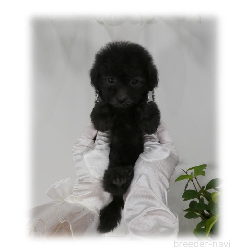 販売中の埼玉県のティーカッププードル-426858の12枚目