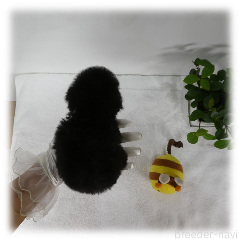 販売中の埼玉県のティーカッププードル-426858の11枚目