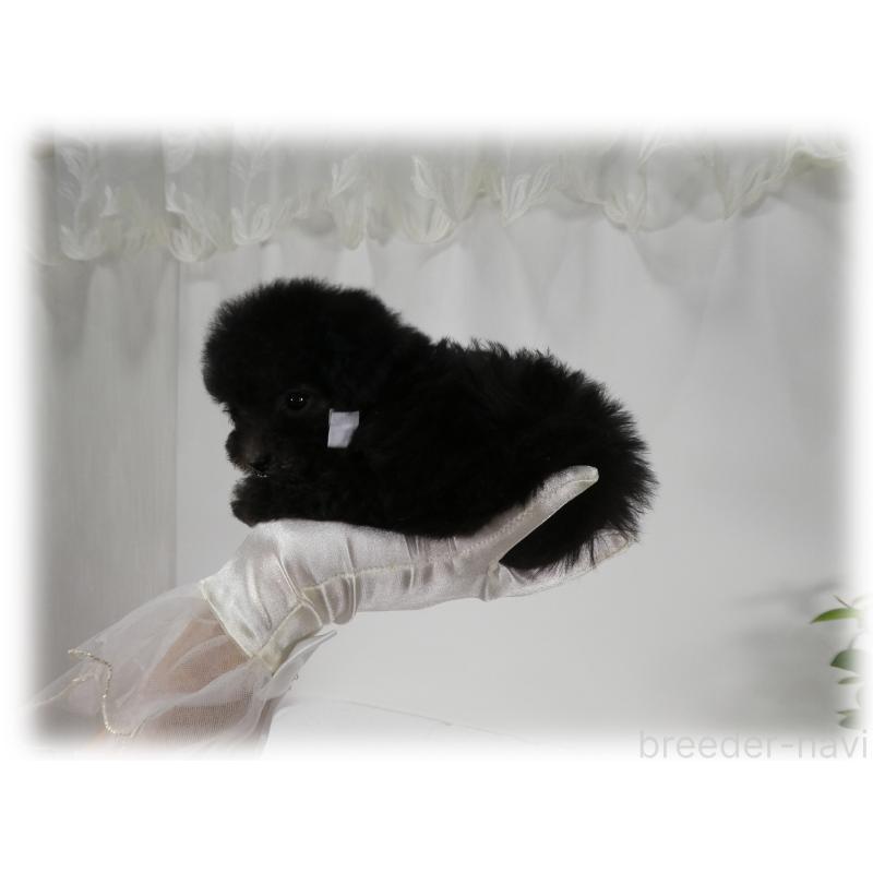 販売中の埼玉県のティーカッププードル-426858の10枚目