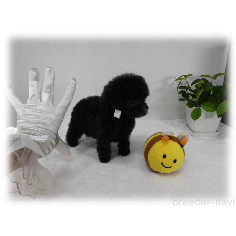 販売中の埼玉県のティーカッププードル-426858の9枚目