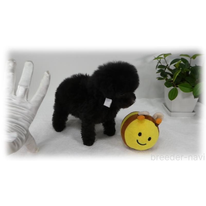 販売中の埼玉県のティーカッププードル-426858の8枚目