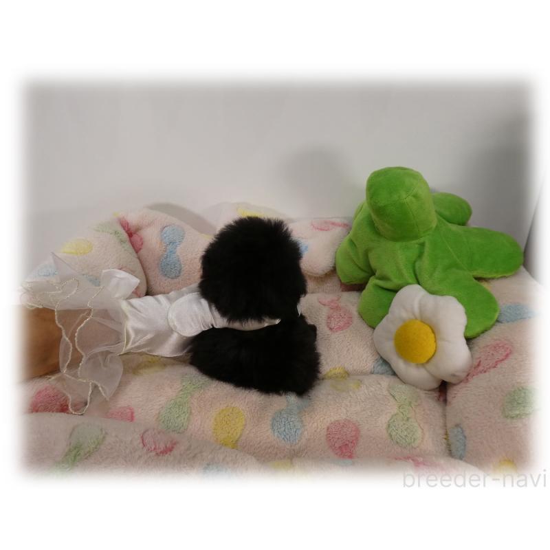 販売中の埼玉県のティーカッププードル-426858の7枚目