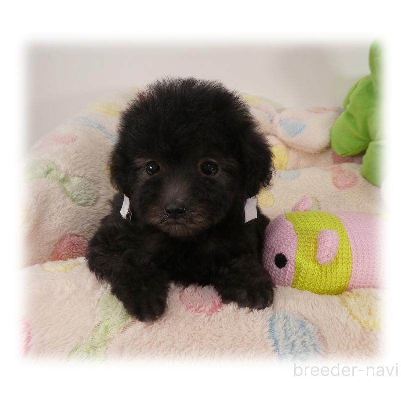 販売中の埼玉県のティーカッププードル-426858の6枚目