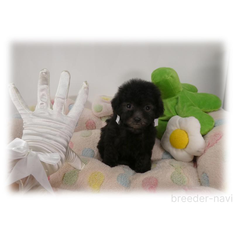 販売中の埼玉県のティーカッププードル-426858の5枚目