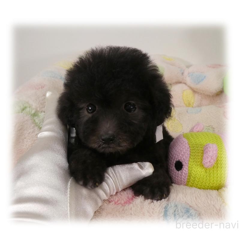 販売中の埼玉県のティーカッププードル-426858の4枚目