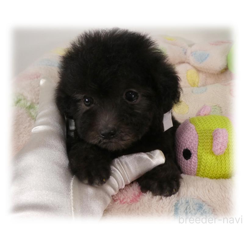 販売中の埼玉県のティーカッププードル-426858の3枚目