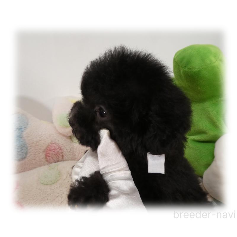 販売中の埼玉県のティーカッププードル-426858の2枚目