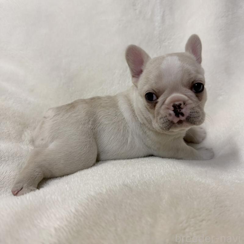 販売中の山口県のフレンチブルドッグ-426854の4枚目