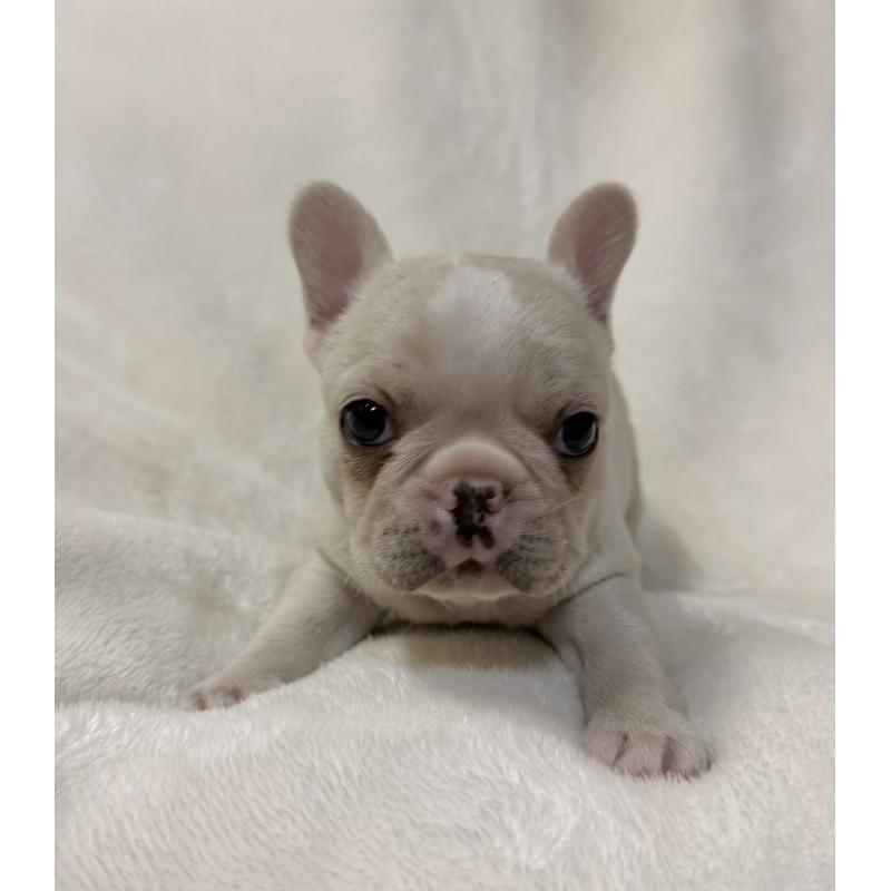 販売中の山口県のフレンチブルドッグ-426854の3枚目
