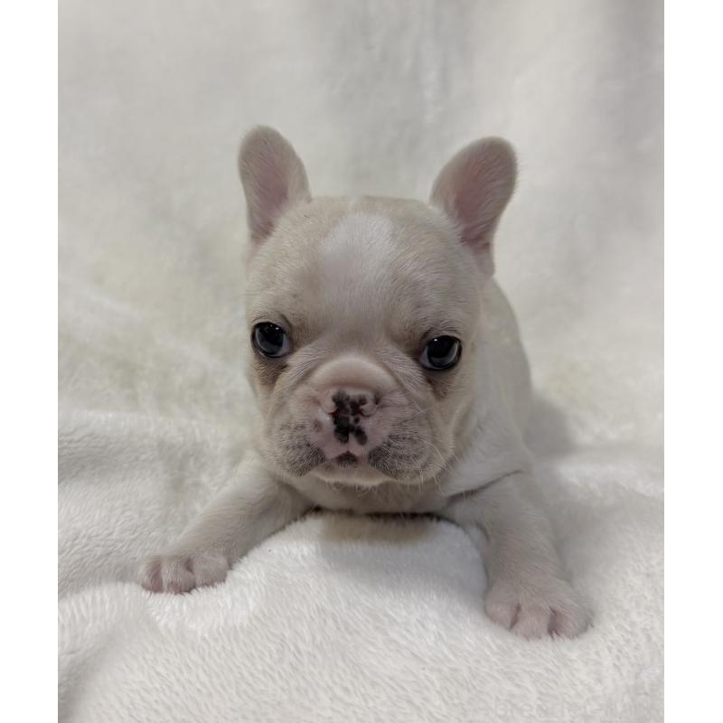 販売中の山口県のフレンチブルドッグ-426854