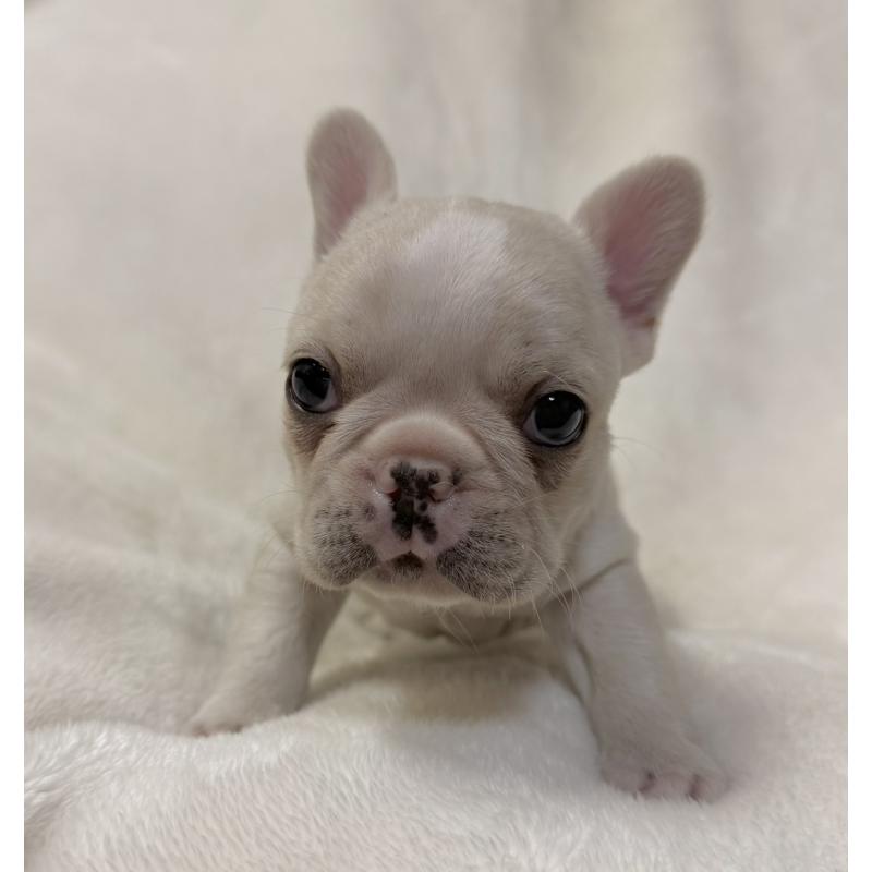 販売中の山口県のフレンチブルドッグ-426854の2枚目