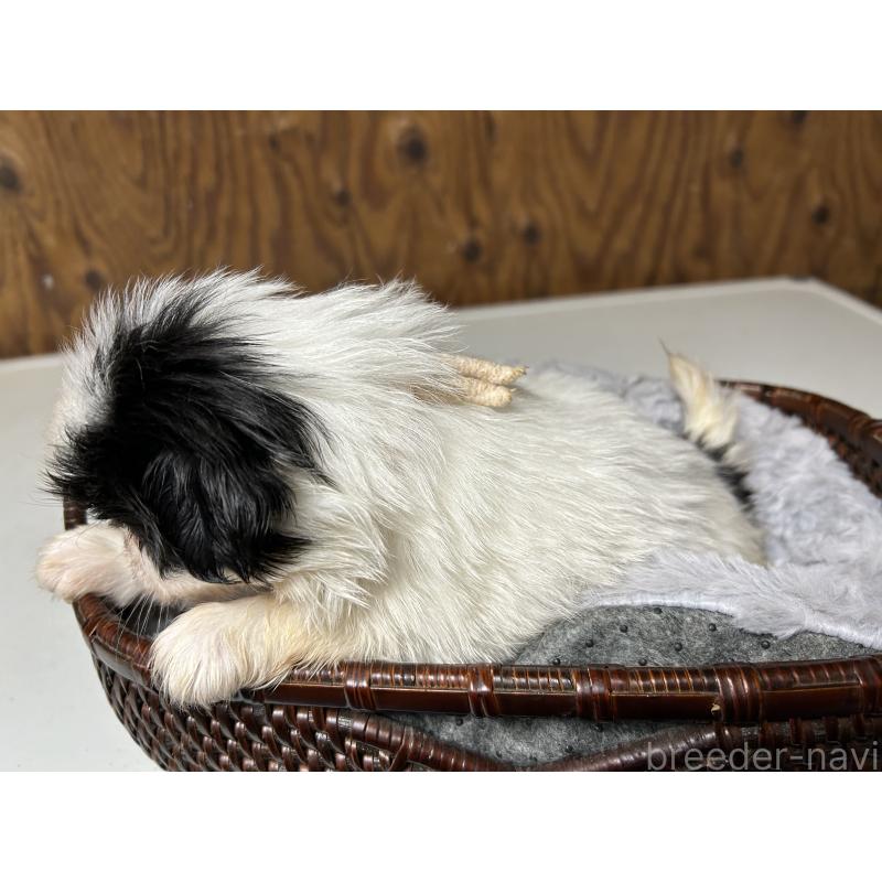 成約済の静岡県の狆 (チン)-424014の8枚目