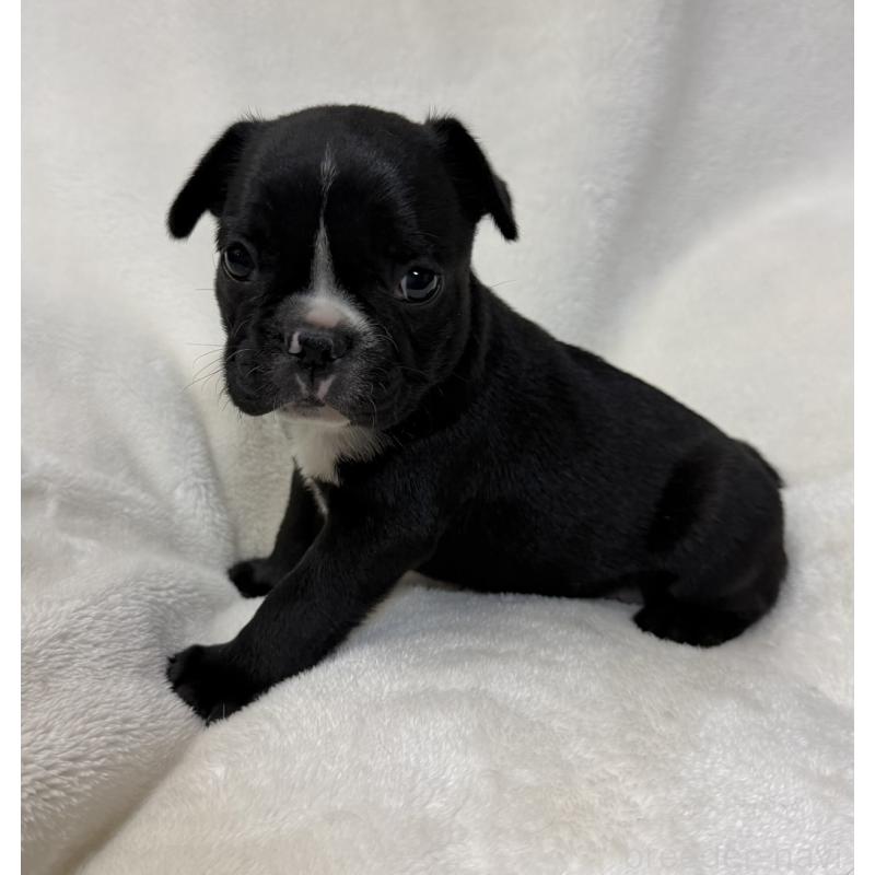 販売中の山口県のフレンチブルドッグ-426855の1枚目