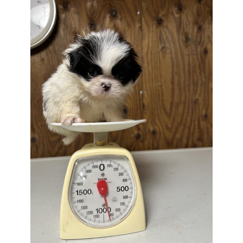 成約済の静岡県の狆 (チン)-424014の7枚目