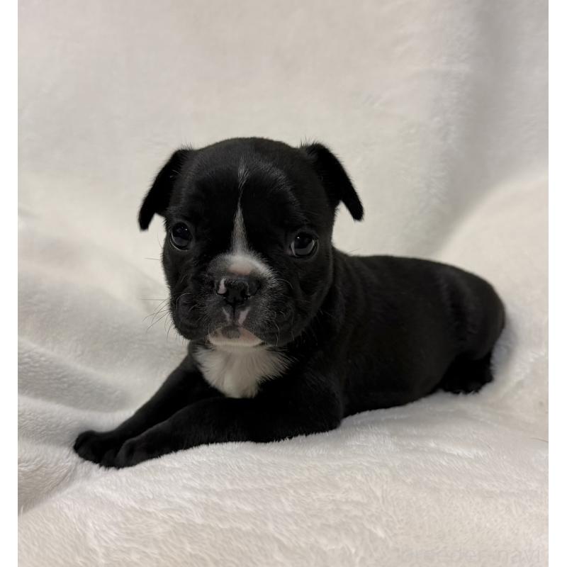 販売中の山口県のフレンチブルドッグ-426855の5枚目