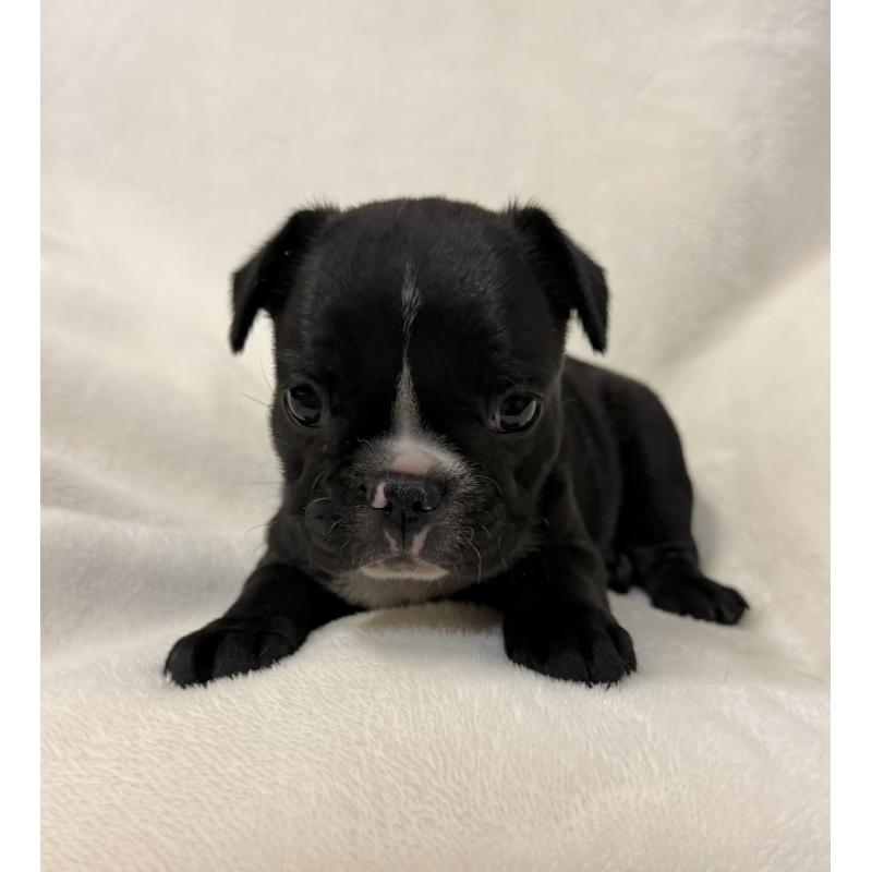 販売中の山口県のフレンチブルドッグ-426855の4枚目