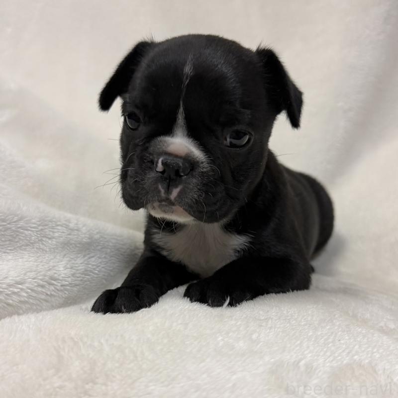 販売中の山口県のフレンチブルドッグ-426855の3枚目