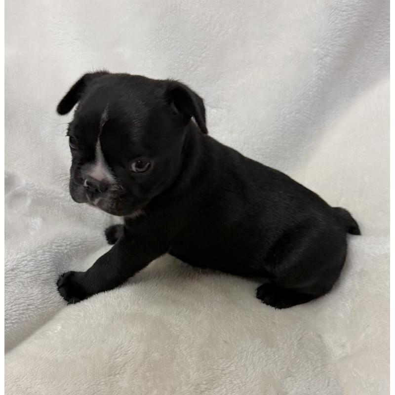 販売中の山口県のフレンチブルドッグ-426855の2枚目