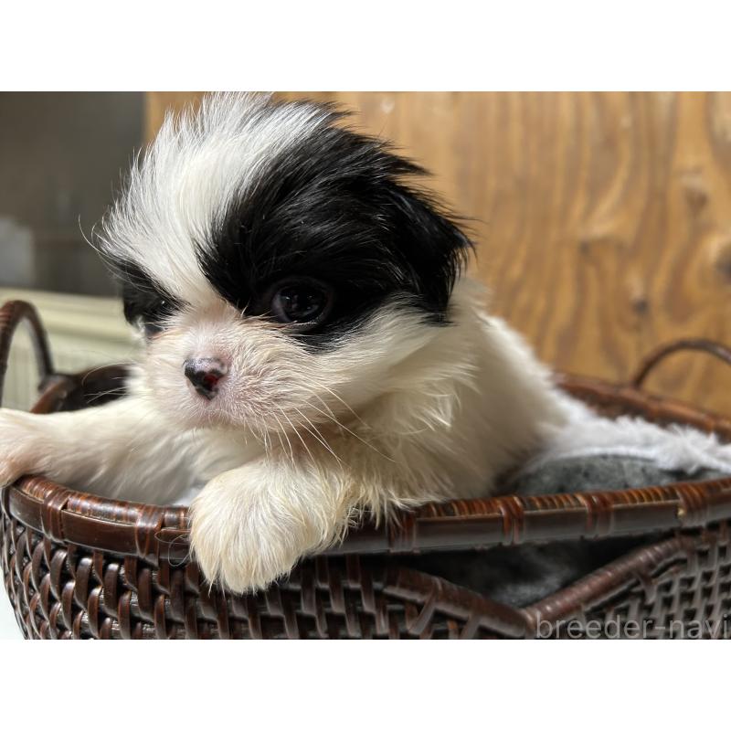 成約済の静岡県の狆 (チン)-424014の6枚目