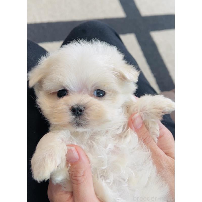 販売中の福岡県のマルチーズ-426857の9枚目