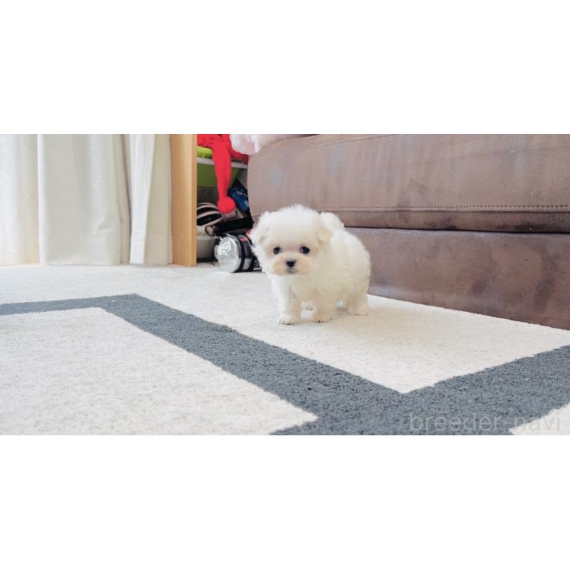 販売中の福岡県のマルチーズ-426857の8枚目