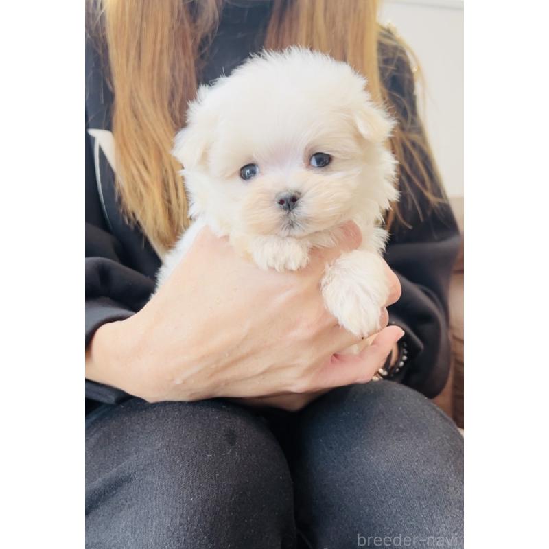 販売中の福岡県のマルチーズ-426857の7枚目