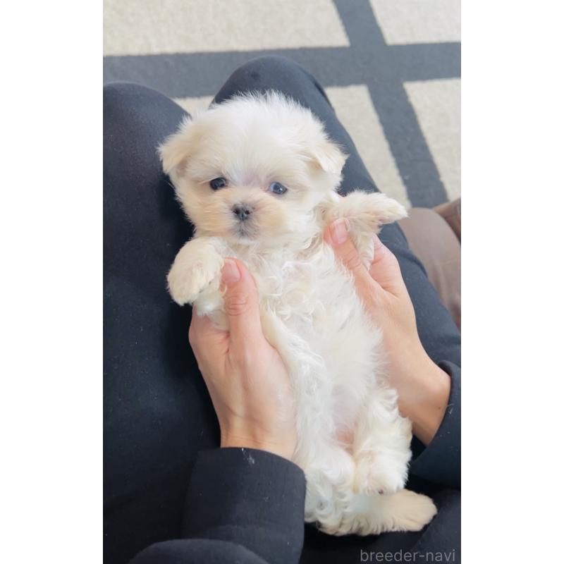販売中の福岡県のマルチーズ-426857の6枚目