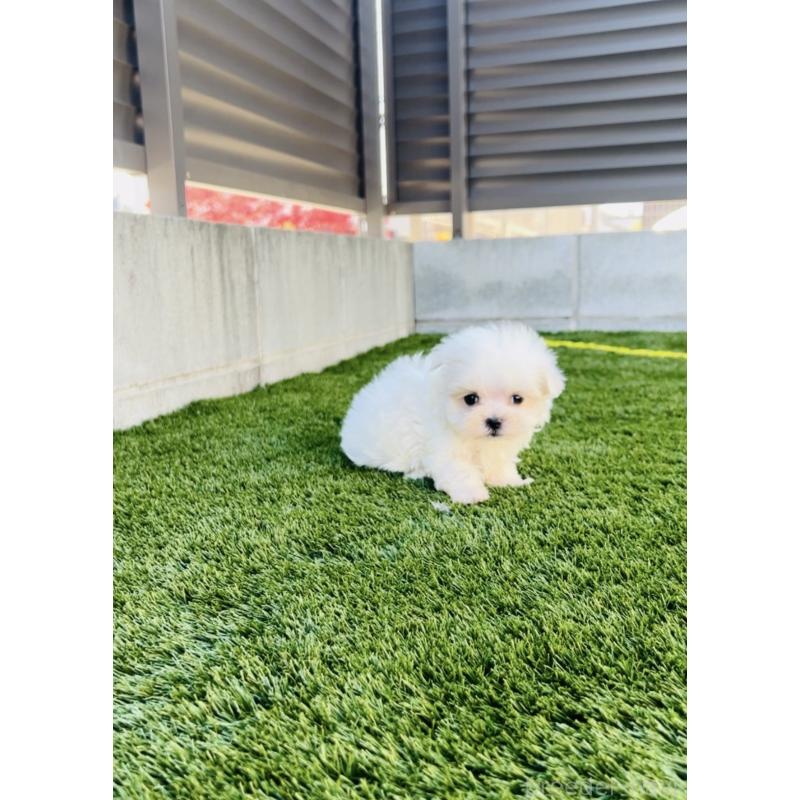 販売中の福岡県のマルチーズ-426857の5枚目