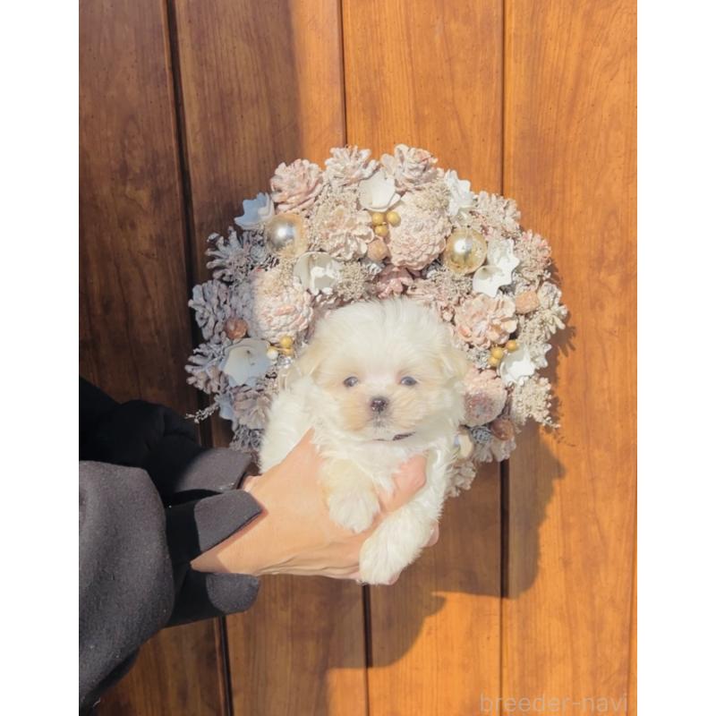 販売中の福岡県のマルチーズ-426857の4枚目